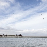 Lazy rides with Horse Riding Gansbaai