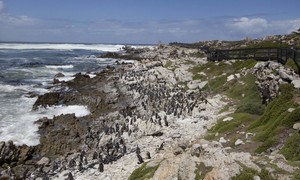 What to Do in Betty’s Bay in Winter