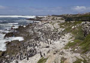 What to Do in Betty’s Bay in Winter