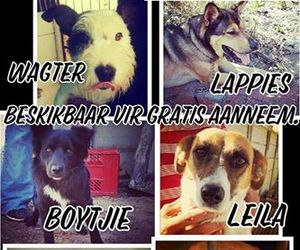 Dogs up for adoption at our Kennels