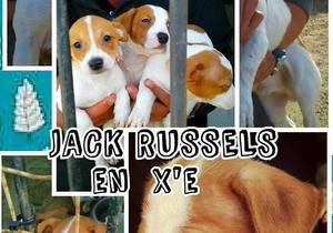 Dogs available for adoption