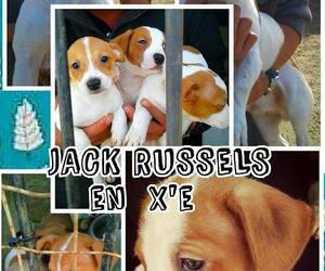 Dogs available for adoption