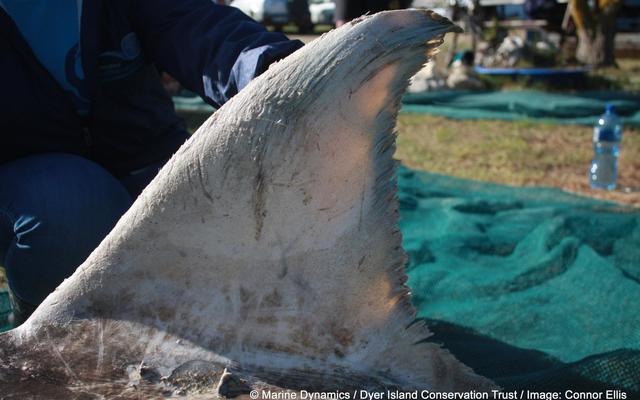 shark_vin_1498555199