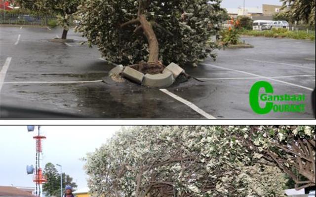 Die een oomblik was die twee vaalkusbome (silver oak) nog fier en regop en die volgende oomblik – onderstebo.  Die Foto’s is tydens verlede Woensdag se erge storm geneem.  Die boonste foto is in die parkeerterrein van die White Shark Junction geneem en die onderste een by OK Foods Gansbaai se agterste parkeerterrein. Twee huise se dakke het onderskeidelik in De Kelders en Klipfonteyn gelig en dakplate het afgewaai. In Stanford het ‘n vallende boom ‘n woonhuis rakelings gemis.  Net die geut is  afgeslaan.  Nog twee ander bome is ook daar ontwortel.
