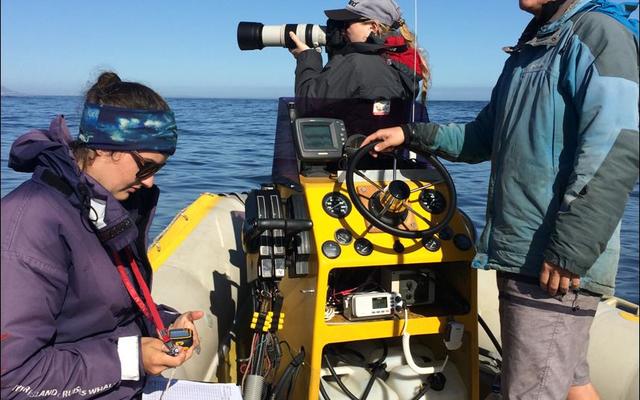 Data recording by Sandra Hoerbst (left) and photo ID’s by Meredith Thornton (middle), with Dr Simon Elwen on one of the two research boats. (Picture: Monique Laubscher.)