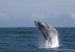 Whale Watching - 29 June Blog Update