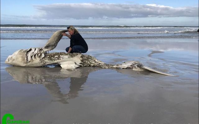 Alison Towner, white shark biologist for Dyer Island Conservation Trust, investigating the 4th white shark washed ashore since May this year. This shark, which was found in Pearly Beach, can also be connected to Orca predation.                                                   