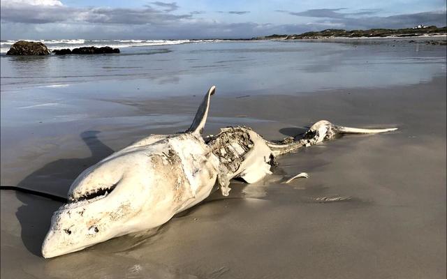The 4th deceased white shark, washed ashore in Pearly Beach,  with  an  huge open wound where his liver and stomach should be.