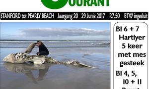 4th White shark washed ashore