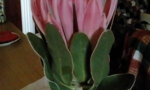 Persverklaring: CRL kommissie verslag