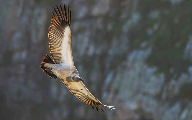 VultureWeb2_1500366588 VultureWeb2_1500366588