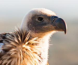 Conservation success story now De Hoop's latest attraction 