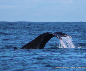 Whale Tales 23 July 2017