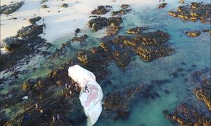 Sperm whale washes up in Pearly Beach area