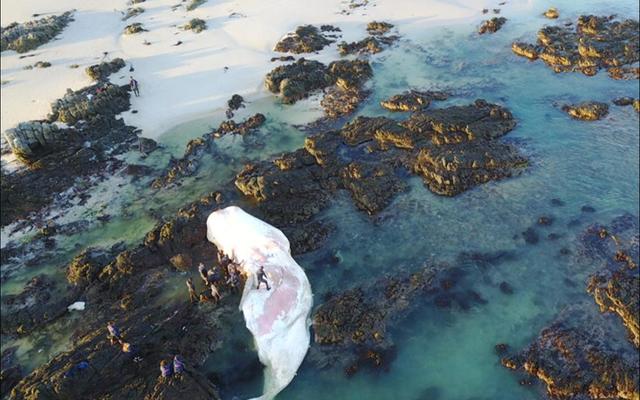 A picture was taken by Hennie Otto (DICT) of a sperm whale (Physeter macrocephalus) recently washed up in the Pearly Beach area of Gansbaai. As a deep water whale, they are not often seen close to shore. (Picture: Hennie Otto, Dyer Island Conservation Trust).