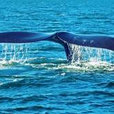 Whale Tail