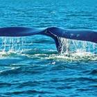 Whale Tail Whale Tail
