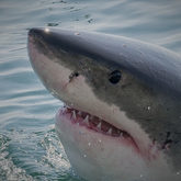 Shark Cage Diving in Gansbaai