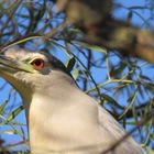 Black Crowned Night Heron Black Crowned Night Heron