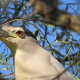 Black Crowned Night Heron