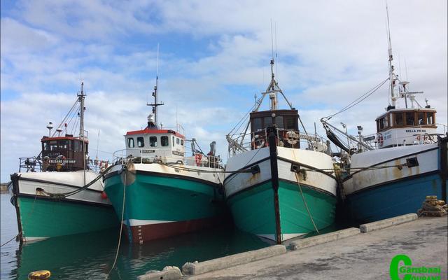Four of the local pelagic trawlers at their moorage in Gansbaai New Harbour: the Kolgans, Berggans, Silver Snapper and Bella Prima biting at the anchor to get to sea and do what they do best … trawl.