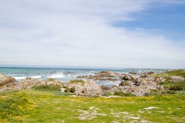 Springtime in Franskraal