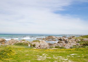 Springtime in Franskraal