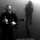 Marine Dynamics Pelagic Shark Encounters in Gansbaai, South Africa 