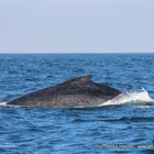 Humpback Whales in Gansbaai