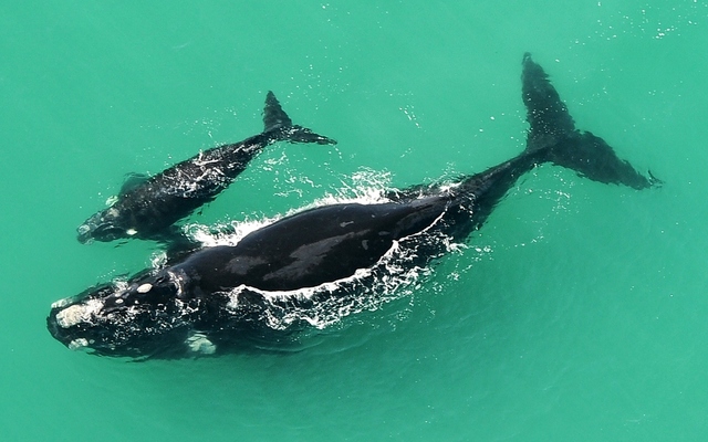 Southern Right Whales Southern Right Whales