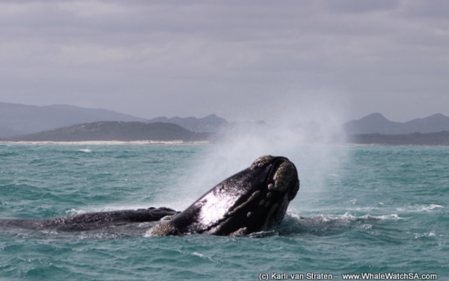 1_20170829_DC_Trip1_KvanStraten_IMG_245_1504083378 1_20170829_DC_Trip1_KvanStraten_IMG_245_1504083378