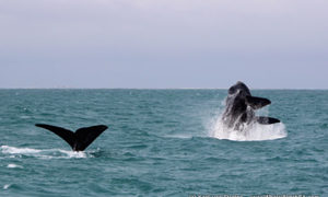 Whale Tales 29 August 2017