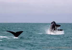 Whale Tales 29 August 2017