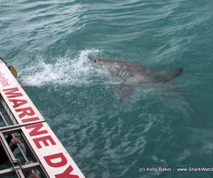 Shark Cage Diving 29 August 2017