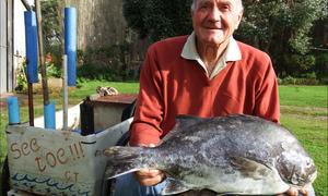 Probeer só vir 'n galjoen