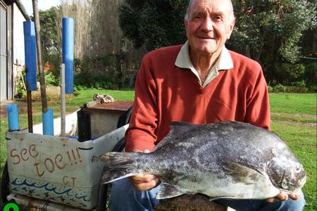 Die koning van braaivisse is sonder twyfel ‘n galjoen. Stompie Heins van Wolvengat, ook ‘n bo-baas banjo- en konsertinaspeler, se allemintige galjoenfoto (7.1kg), is in Gansbaai Courant se argiewe opgedelf as ‘n voorbeeld van ‘n behoorlike galjoen en, saam met Stompie se konsertina by die galjoenbraai, kan sake net gesellig verloop.  
