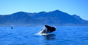 The Southern Right Whale’s journey to Walker Bay