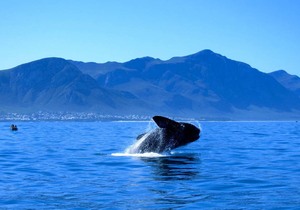 The Southern Right Whale’s journey to Walker Bay