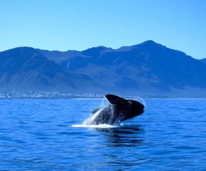 The Southern Right Whale’s journey to Walker Bay