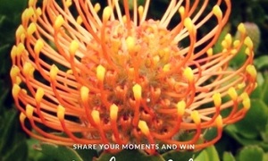 September colour is orange - #GansbaaiInColour