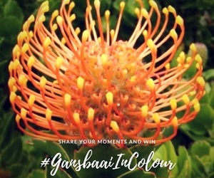 September colour is orange - #GansbaaiInColour