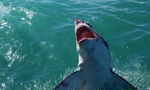 Shark Update 06 September 2017