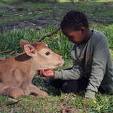 Newborn calves are the cutest things!