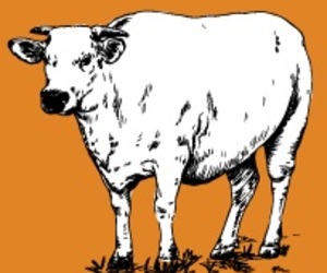 Beeskraal Ope Golf Dag