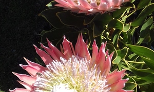 Seemeeu 3/2017: Bybel in Afrikaans