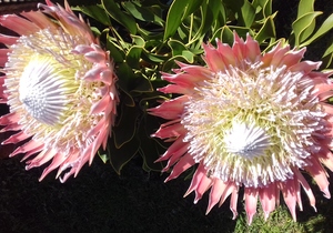 Seemeeu 3/2017: Badisa