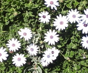 Hoe verstaan ons vryheid