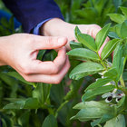 Vegetable garden in front of Cottages