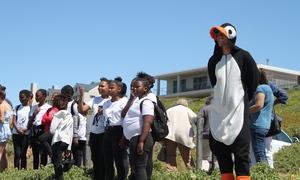 African Penguin Awareness Day