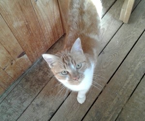 Ruby looking for a home